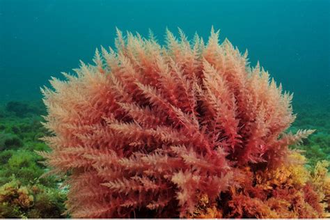 Kırmızı Algler Red Algae Rhodophyta DoĞanin Mucİzelerİ Nature