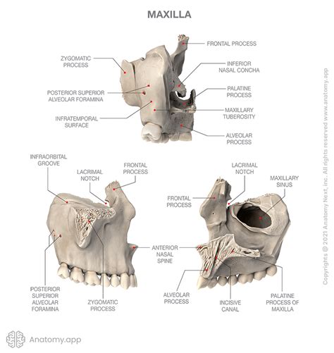 Anatomy Of The Maxilla