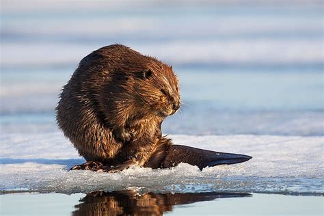 Animals That Live In Canada Worldatlas