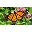 Monarch Butterflies Bred In Captivity May Lose Ability To Migrate 