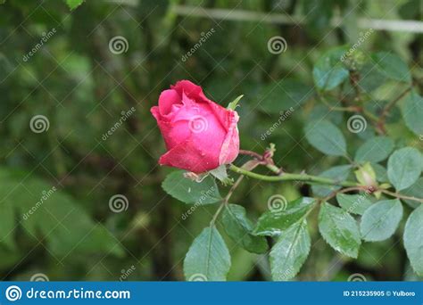 A Pink Rosebud Blooms On A Bush In The Garden After A Summer Rain Stock