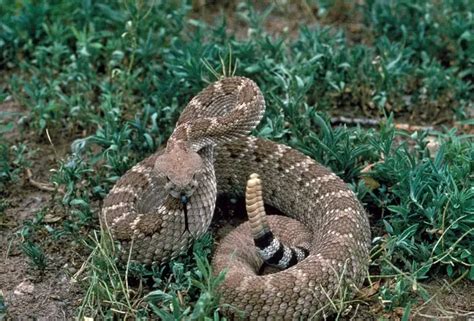 Venomous Snakes Of California Krebs Creek