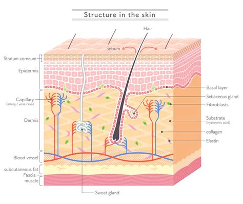 Collagen Electrophoresis An Effective Method For Skin Rejuvenation
