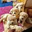 Golden Retriever Puppies Available For Free Adoption BRISBANE  Claseek