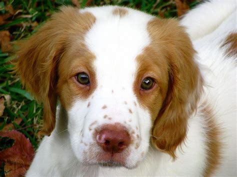 Brittany Spaniel Pup Brittany Dog Brittany Spaniel Puppies Puppies