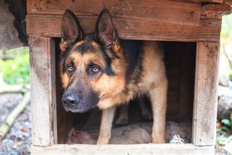 6 Best Dog Houses For German Shepherds Dog Wish