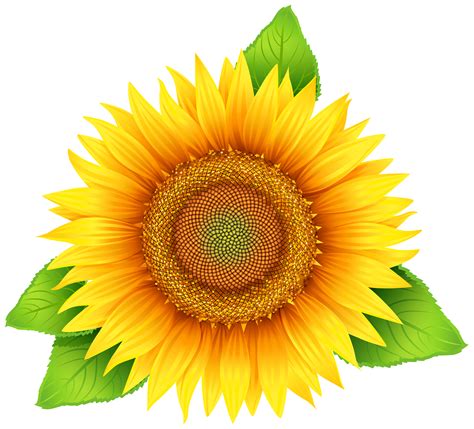 Free Sunflower Clipart Flower Clip Art Images And 3