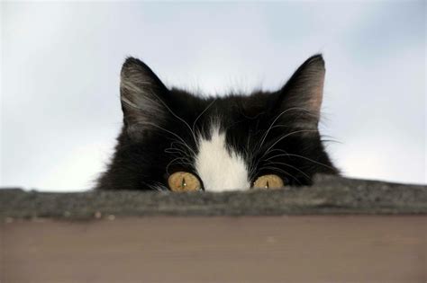 My Crazy Cat Stalking Me From The Roof Casubmitted By Classic8beauty