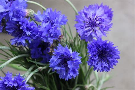 Cornflower Stevens And Son Wholesale Florist