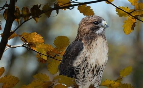 9 Species Of Hawks In Ohio With Pictures And Info Optics Mag