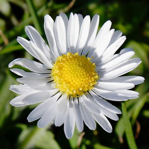 English White Daisy Flower Close Up Photograph By Lynne Dymond