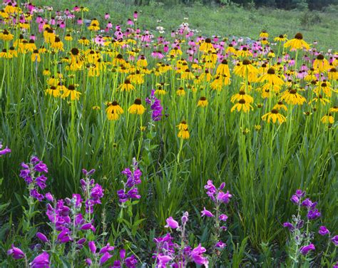 Native Missouri Wildflower Landscapes Nature Photo Graphics