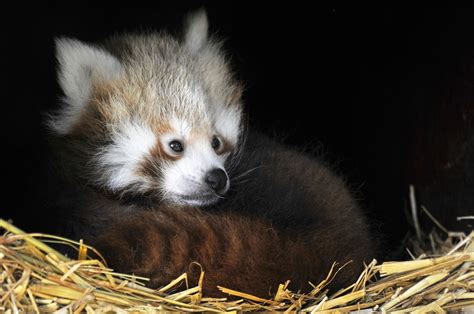 Ridiculously Cute Red Panda Cubs Bert And Ernie Seen For