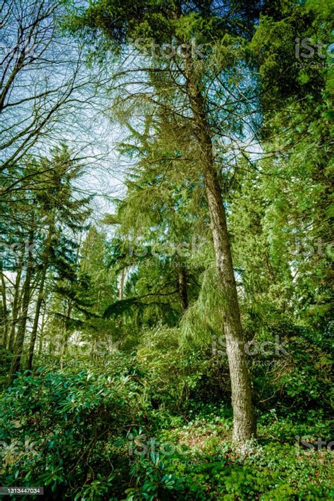 Dark Green Forest Landscape Wild Forest Stock Photo Download Image