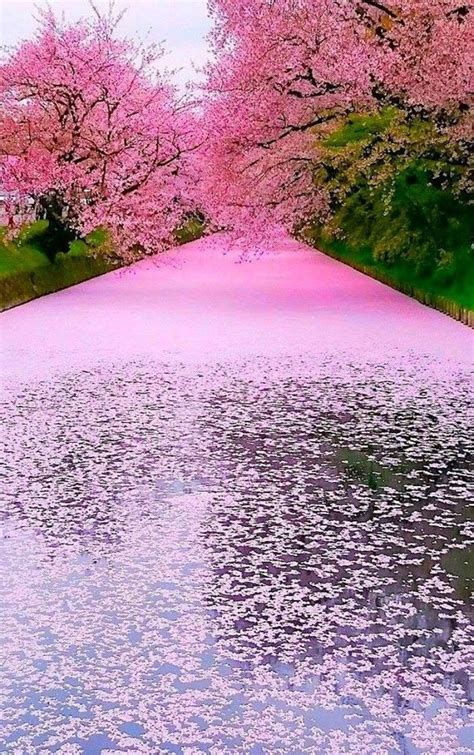 Cherry Blossom River Kyoto Japan Paysages Printemps Japon Paysage