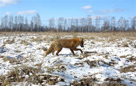 Chernobyl Wolves Eagles And Other Wildlife Thriving In