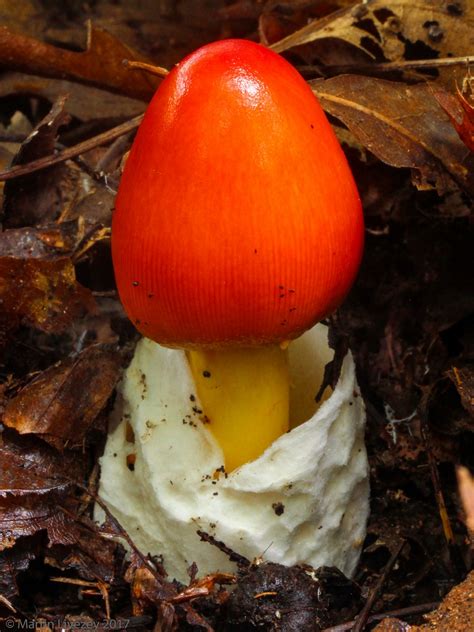 Mushroom Observer Species List Orange Fungi 176
