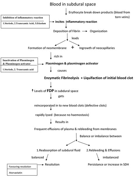 Subdural Hematoma Pathophysiology