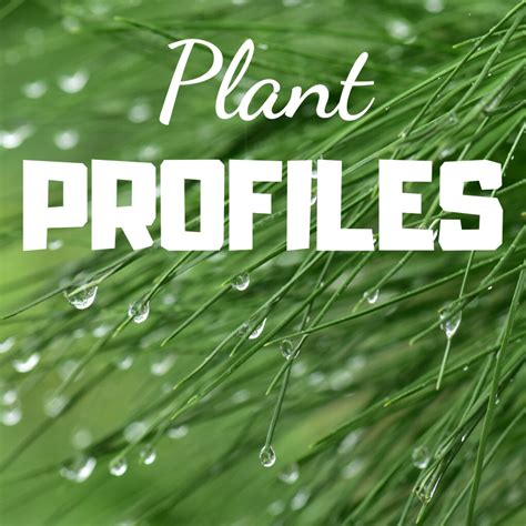Plant Profiles In 2020 Plants Profile Informative