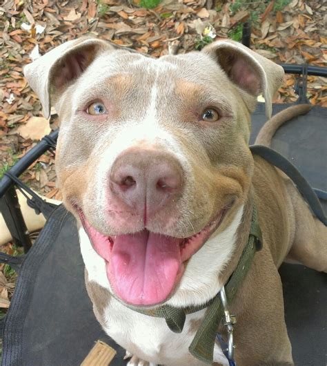 Perfect Answers For Stupid Questions Pit Bull Owners Face