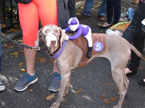 20 Costumes That Are Perfect For Big Dogs Cuteness