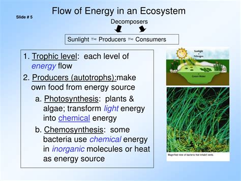 Ppt Energy Flow In Ecosystems And The Biosphere Powerpoint Presentation
