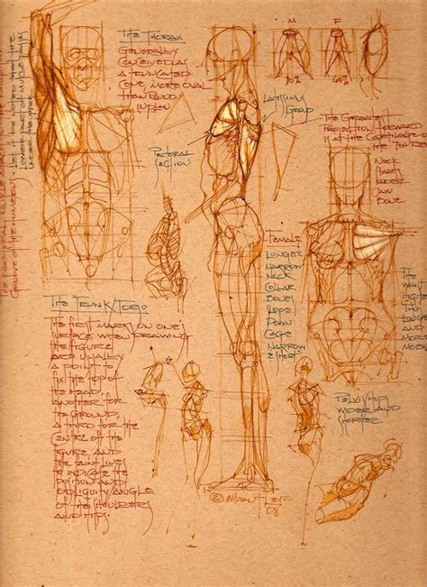 Check Out Fine Art Human Anatomy Drawing Anatomy Sketches Anatomy