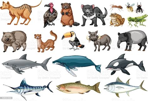 Pictures Of All Different Types Of Animals Picturemeta