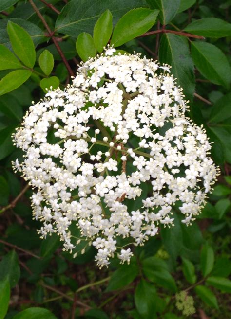 Pay Respects To Your Elderberry In North Florida