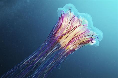 This is lions mane jellyfish 6k by biopixel on vimeo, the home for high quality videos and the people who love them. Lion's Mane Jellyfish, Japan Photograph by Alexander Semenov