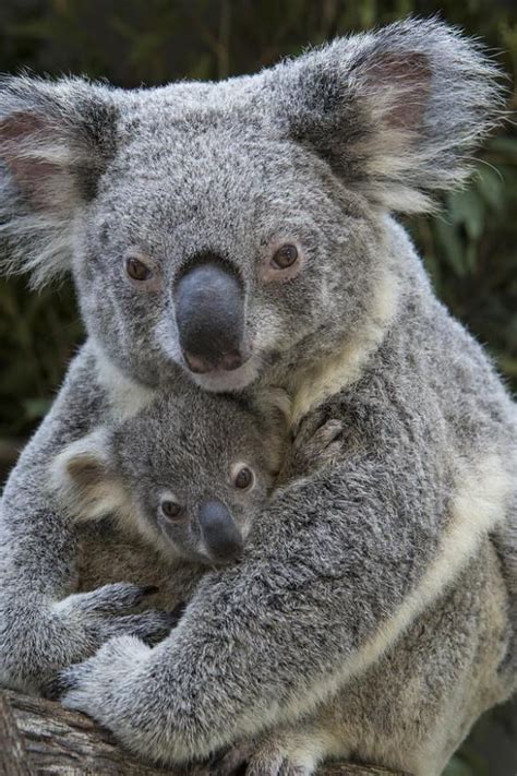 25 Incredibly Touching Wildlife Photos Of Animal Moms And Their Babies