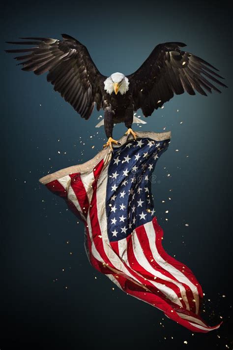 Bald Eagle Flying With American Flag Stock Illustration Illustration