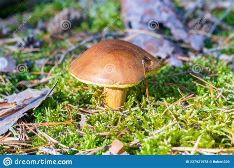 Bay Bolete Mushroom Imleria Badia Boletus Badius Or Xerocomus Badius