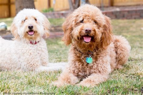 What Is A Goldendoodle 100 Dog Owners Describe The Heart