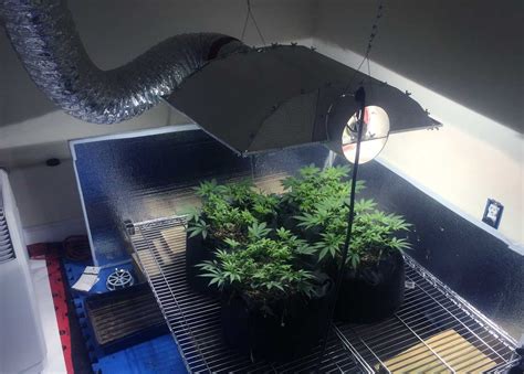 Their performance improve every year and more and more growers opt for this kind of lamps for. Cannabis Grow Light Breakdown: Heat, Cost & Yields | Grow ...