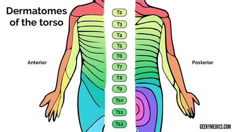 Dermatome And Myotome Of Cervical Plexus Dermatomes Chart And Map