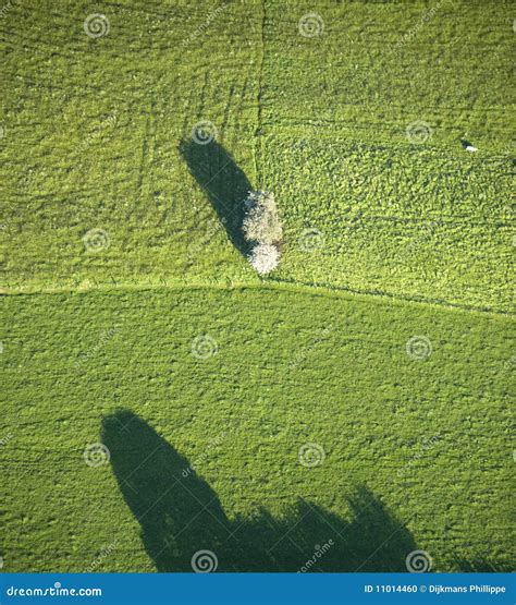 Aerial View Isolated Tree In A Field Stock Photo Image Of Bush