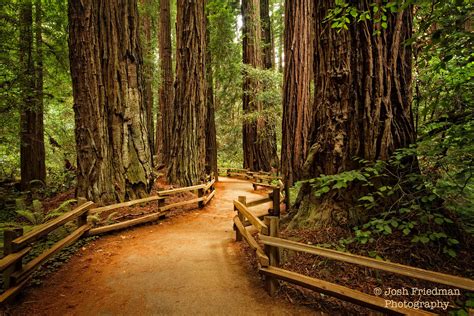 Muir Woods National Monument Landscape Photograph Redwood Trees