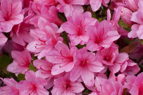 Pink Azalea Bush Pink Azaleas Azalea Bush Azaleas