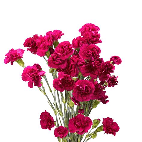 100 Stems Of Purple Spray Carnations Beautiful Fresh Cut Flowers
