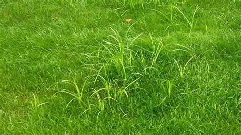 Weeds are a nuisance for any lawn. Weed Control Tips for Your California and Arizona Lawn ...