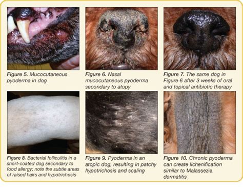 Antibiotics For Pyoderma In Dogssave Up To 16
