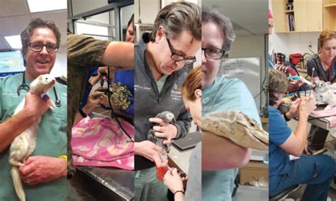 Exotic Pet Tales What Do Exotic Animal Vets Do