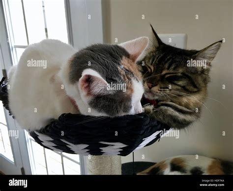 Two Cute Cats Cuddling While They Sleep On Top Of A Cat House Stock