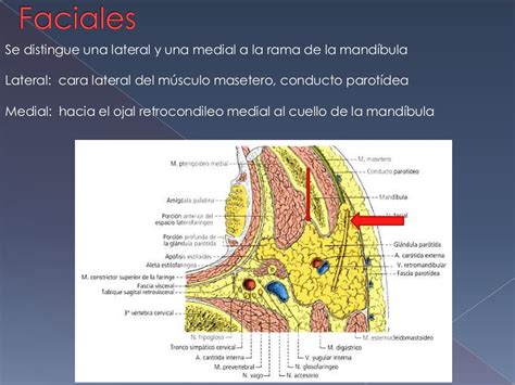 Glándula Parótida Submaxilar Y Sublingual