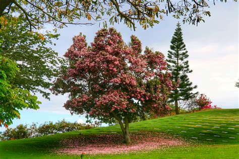 Free Images Tree Nature Grass Outdoor Blossom Lawn
