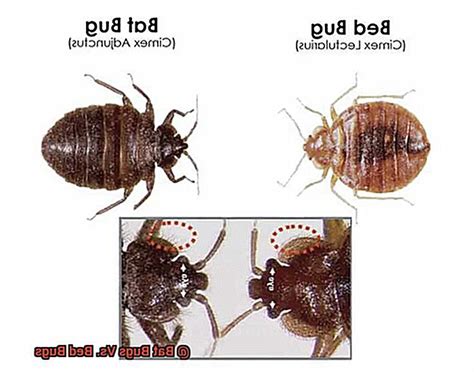 Bat Bugs Vs Bed Bugs Lightning Pest Control