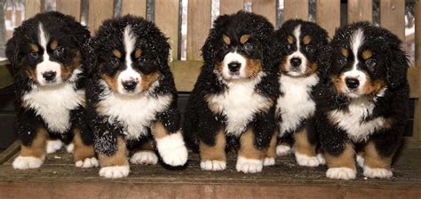 Bernese Mountain Dog Breed Information And Owners Guide All Things Dogs