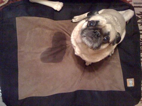 Is My Pug Pregnant Fuck My Jeans 8960 Hot Sex Picture