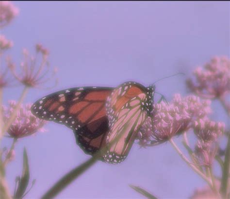 𝓑𝓾𝓽𝓽𝓮𝓻𝓯𝓵𝔂ꕥ Cottagecore Wallpaper Butterfly Aesthetic Wallpapers